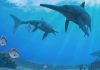 Slower evolution and climate change drove ichthyosaurs to extinction