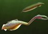 Solving the mystery of the Tully Monster