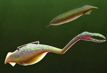 Solving the mystery of the Tully Monster
