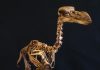 The first 3-D atlas of the extinct dodo
