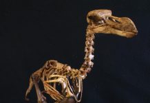 The first 3-D atlas of the extinct dodo