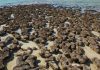 Unlocking the secrets of Shark Bay’s stromatolites