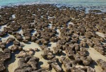 Unlocking the secrets of Shark Bay’s stromatolites