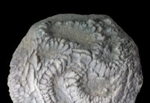 What’s that fossil? An app has answers