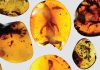 99 million years old Lizards Trapped in Amber Give Clues to ‘lost ecosystem’