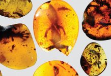 99 million years old Lizards Trapped in Amber Give Clues to ‘lost ecosystem’