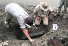 13-million-year-old ‘storyteller’ crocodylian fossils show evidence for parallel evolution