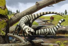 240-million-year-old fossils indicate how dinosaurs grew from hatchlings to adults