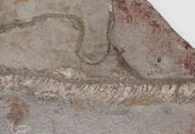 A fossilized snake shows its true colors