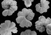 Ancient marine sediments provide clues to future climate change