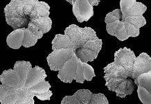 Ancient marine sediments provide clues to future climate change