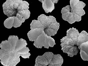 Ancient marine sediments-GeologyPage