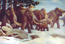 DNA proves mammoths mated beyond species boundaries