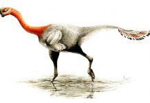 Deceptive feathered dinosaur finally gets a name