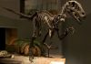 Dino dinner, dead or alive