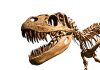 Dinosaurs ‘already in decline’ before asteroid apocalypse