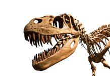 Dinosaurs ‘already in decline’ before asteroid apocalypse
