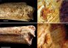 Early humans may have been food for carnivores 500,000 years ago