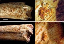 Early humans may have been food for carnivores 500,000 years ago
