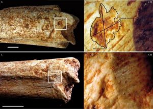 Early humans may have been-GeologyPage