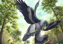 Fossil teeth suggest that seeds saved bird ancestors from extinction