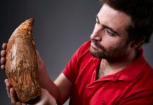 Fossilised tooth of gigantic ‘killer’ whale found in Australia