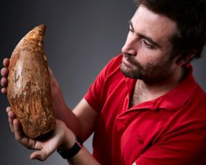 Fossilised tooth of gigantic-GeologyPage