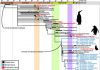 Fossils may reveal 20-million-year history of penguins in Australia
