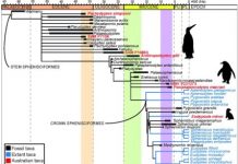 Fossils may reveal 20-million-year history of penguins in Australia