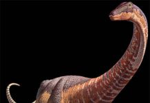 From tiny to titan: Baby dinosaur fossils reveal megagrowth