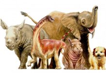 Giant dinosaurs hatched with adult-like proportions