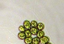 How and why single cell organisms evolved into multicellular life