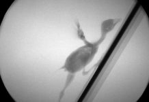 Leg-wing cooperation in baby birds, dinosaurs is key transition in origin of flight