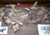 Life history of ancient mammal relatives provides insight on survival tactics