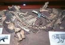 Life history of ancient mammal relatives provides insight on survival tactics