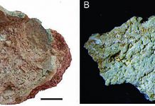 New type of dinosaur eggs found from Early Cretaceous of Gansu Province, China