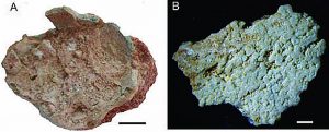 New type of dinosaur eggs found-GeologyPage