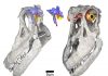 Newly discovered titanosaurian dinosaur from Argentina, Sarmientosaurus