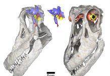 Newly discovered titanosaurian dinosaur from Argentina, Sarmientosaurus