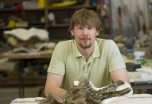 Paleontologist finds that ligaments in some dinosaurs’ necks helped them graze more efficiently