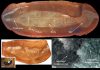 Prehistoric peepers give vital clue in solving 300-million-year-old ‘Tully Monster’