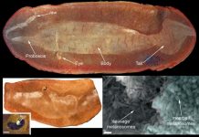 Prehistoric peepers give vital clue in solving 300-million-year-old ‘Tully Monster’