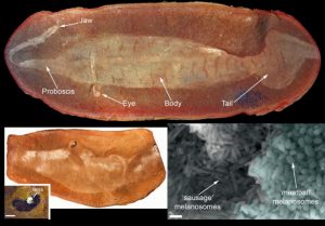 Prehistoric peepers give vital clue-GeologyPage