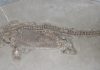 Secrets of 195-million-year old marine reptile uncovered