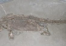 Secrets of 195-million-year old marine reptile uncovered