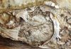 The first fossilised heart ever found in a prehistoric animal