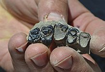 The rise of the mammals