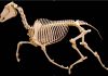 Tiny fossil horses put their back into it
