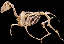Tiny fossil horses put their back into it
