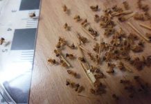 Tiny microbes could help mining remediation